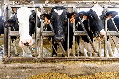 Dairy cows are pictured on UW alum Mitch Bruenig's farm near Roxbury